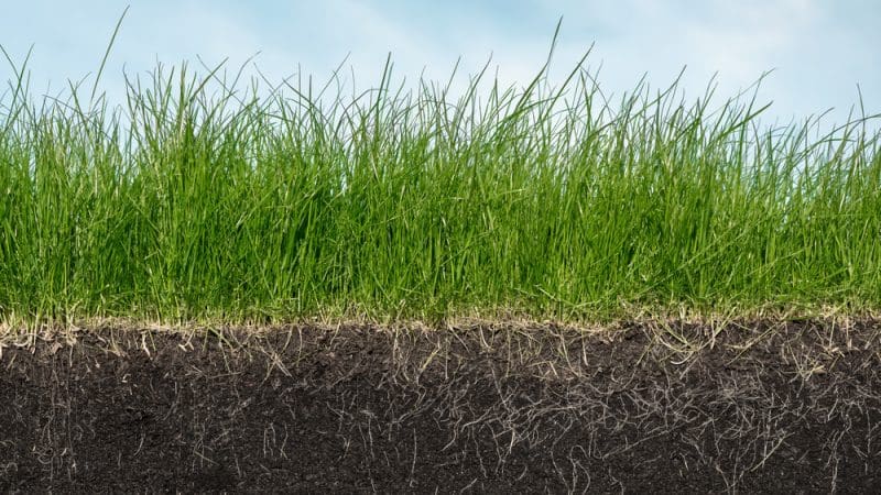 Understanding Agricultural Knowledge and Innovation Systems