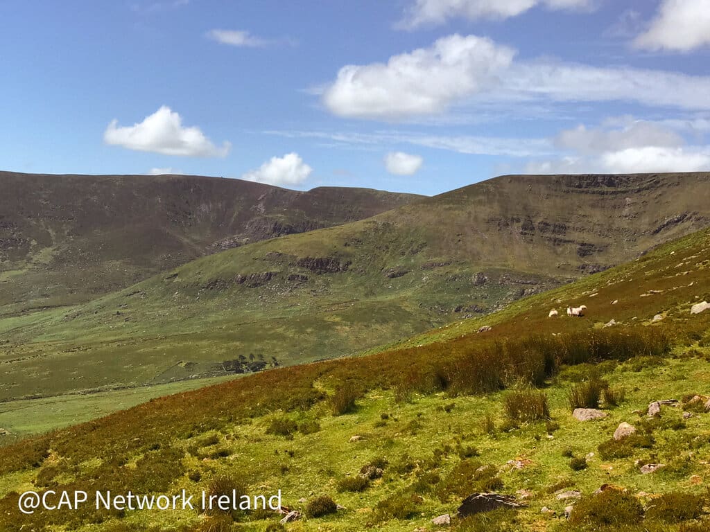 €19 Million Worth of Sheep Improvement Scheme Payments Announced