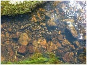 Duhallow Farming for Blue Dot Catchment EIP Project Successfully Concludes