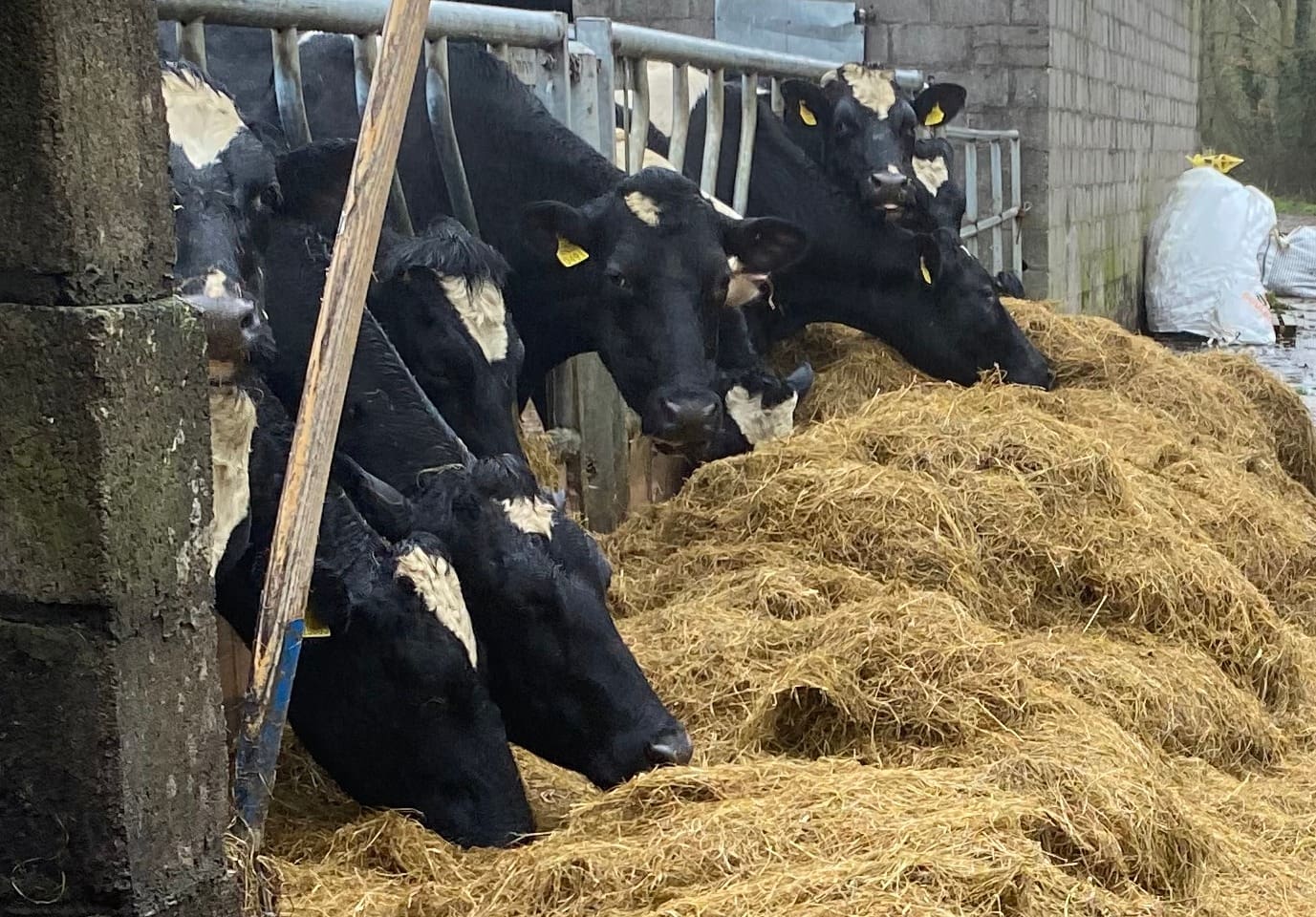 Fodder Support Scheme 2023 Balance Payments Begin