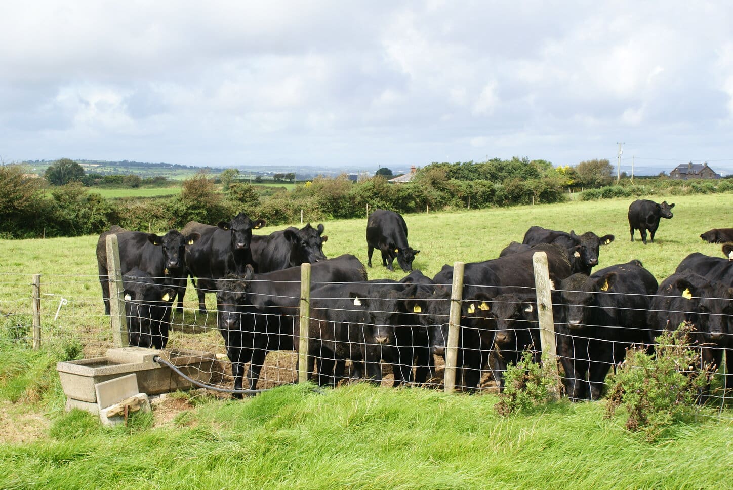 Irish Grass Fed Beef Receives Special Recognition