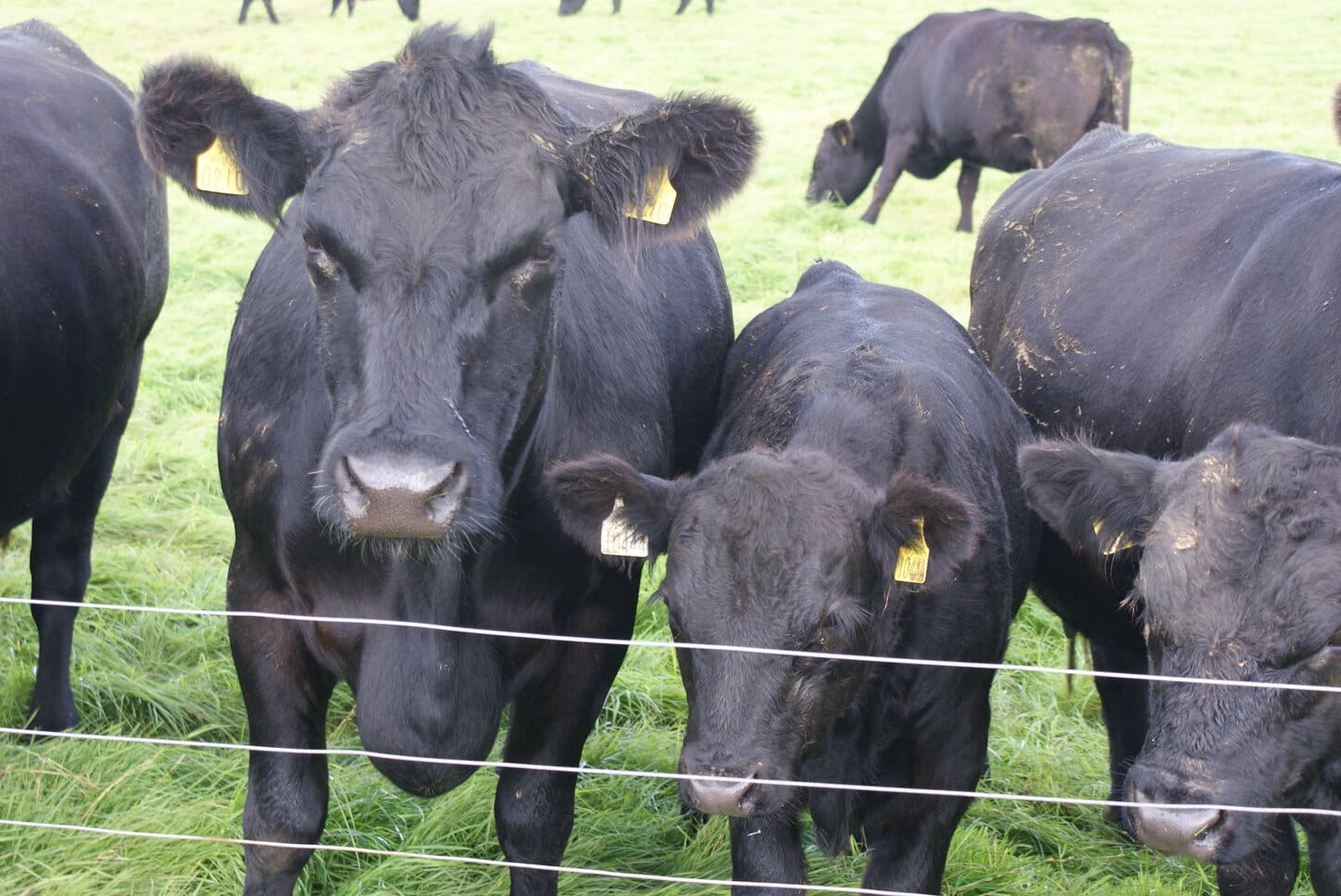 Suckler Carbon Efficiency Programme Applicants Receive Payments