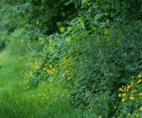 Hedgerows Ireland – Upcoming Hedge Laying Training Days