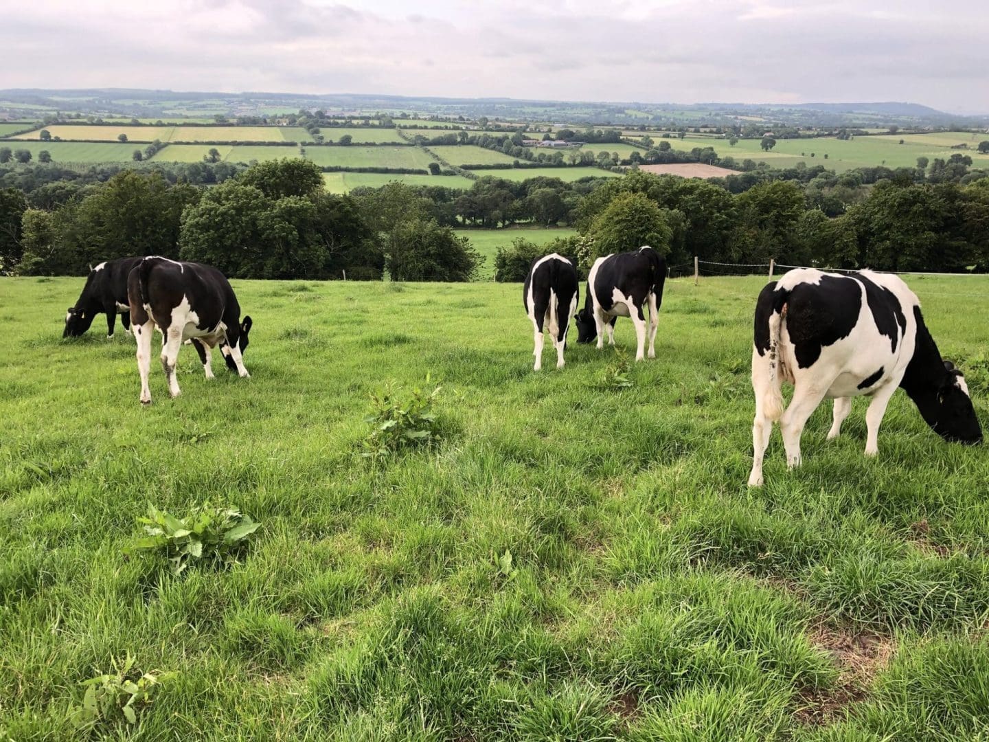 EU Farmers' Voices Heard With New Online Survey