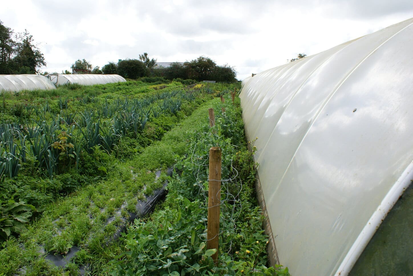 polytunnel_and_veg_beds_horticulture