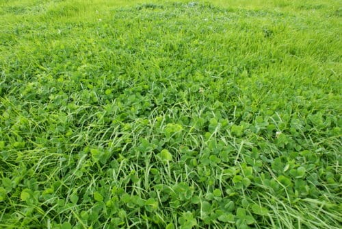 Agriculture and Environmental Sustainability Information Events in March