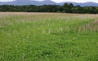 Harvesting and Scaling Tacit Knowledge within AKIS