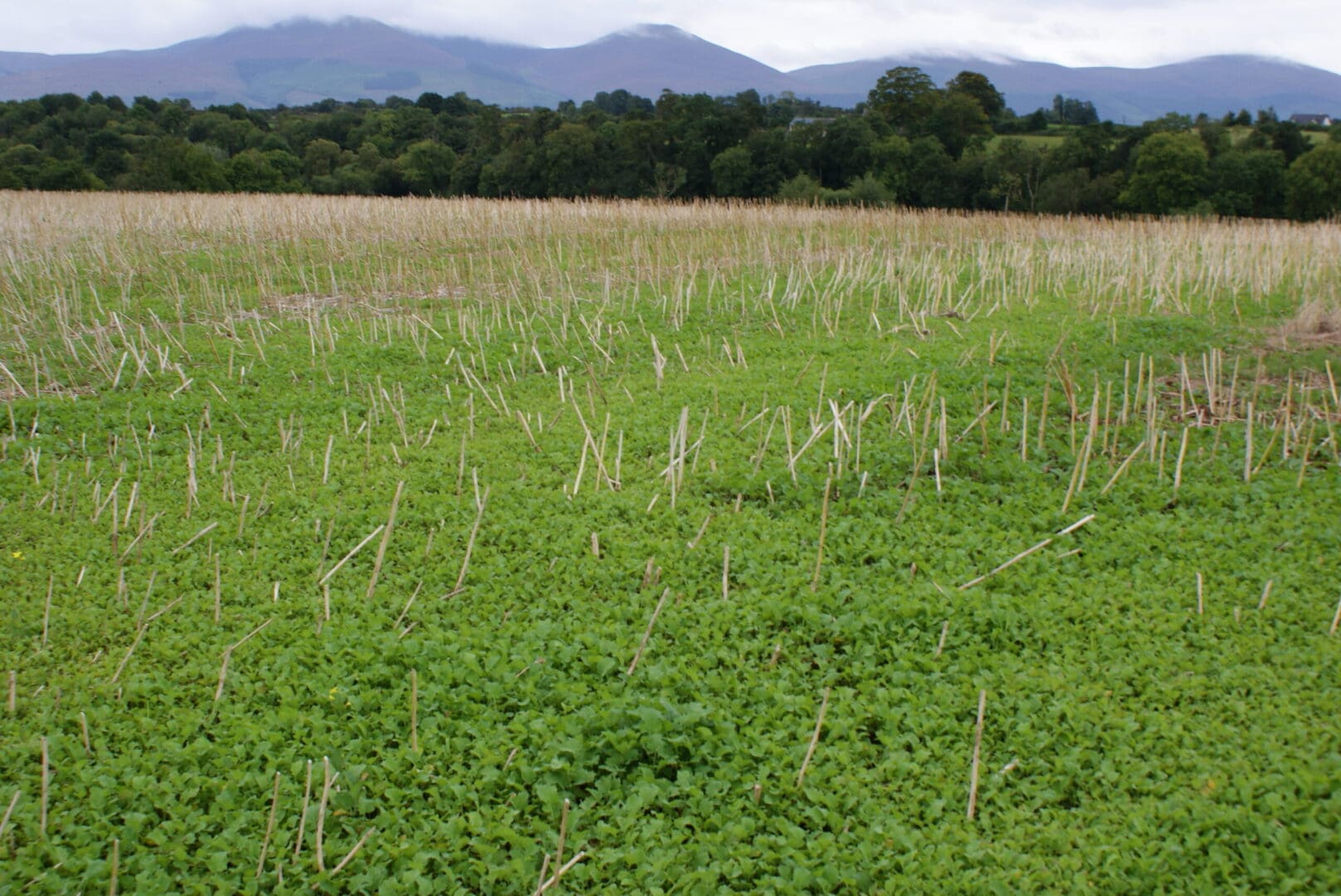 Harvesting and Scaling Tacit Knowledge within AKIS