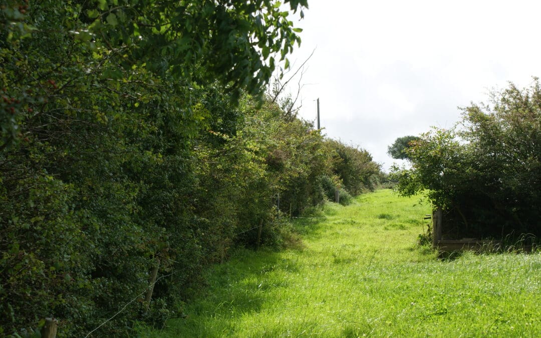 Interim Payments Announced for ACRES Tranche 1 Participants