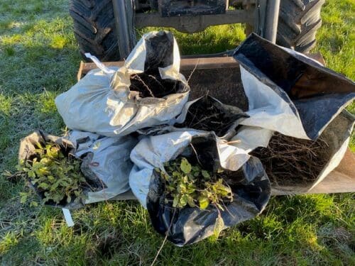 ACRES Tranche 1 Tree Planting Currently Underway