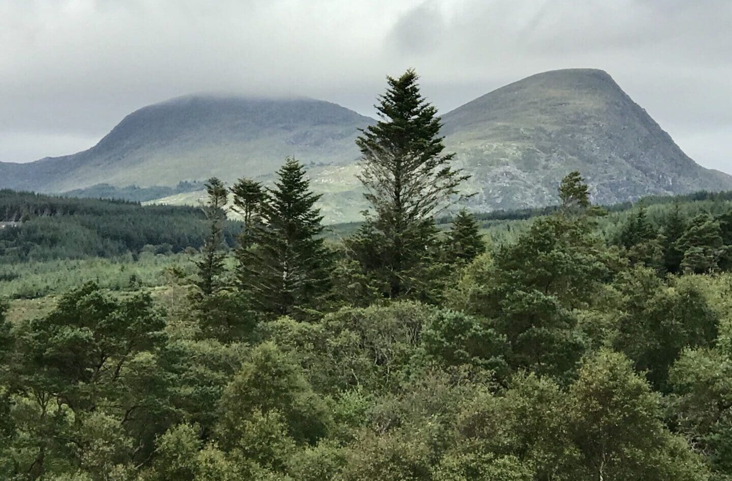 IMG_4102 Nature Restoration