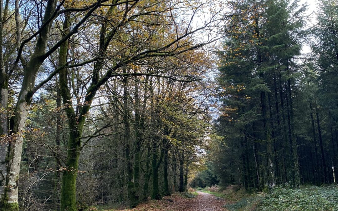 New Native Woodland Conservation Scheme Launched