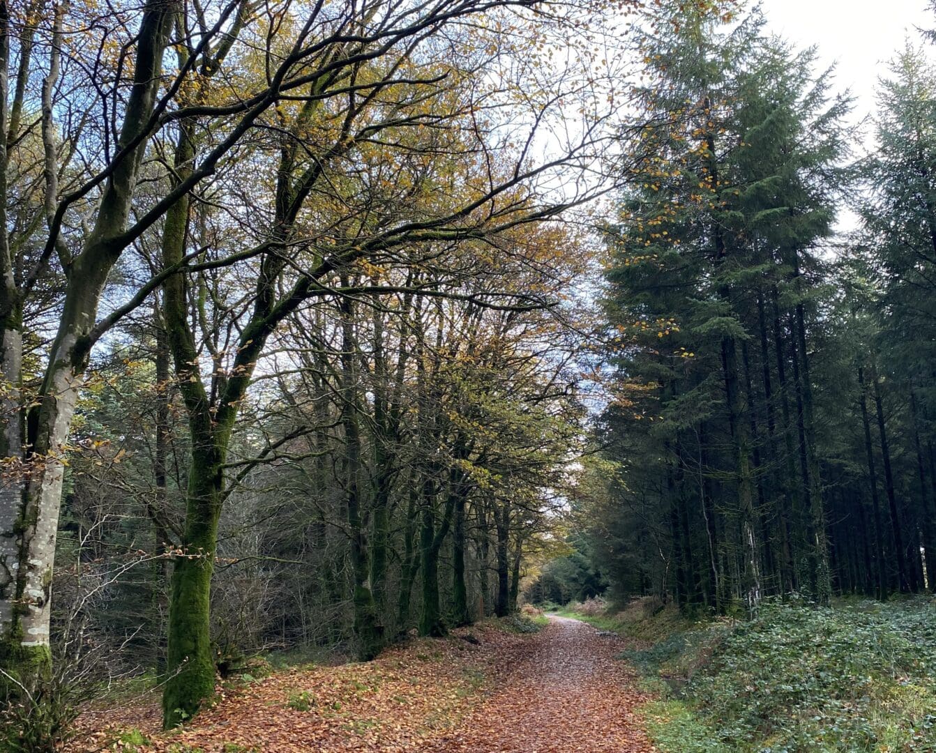Native Woodland Conservation Scheme