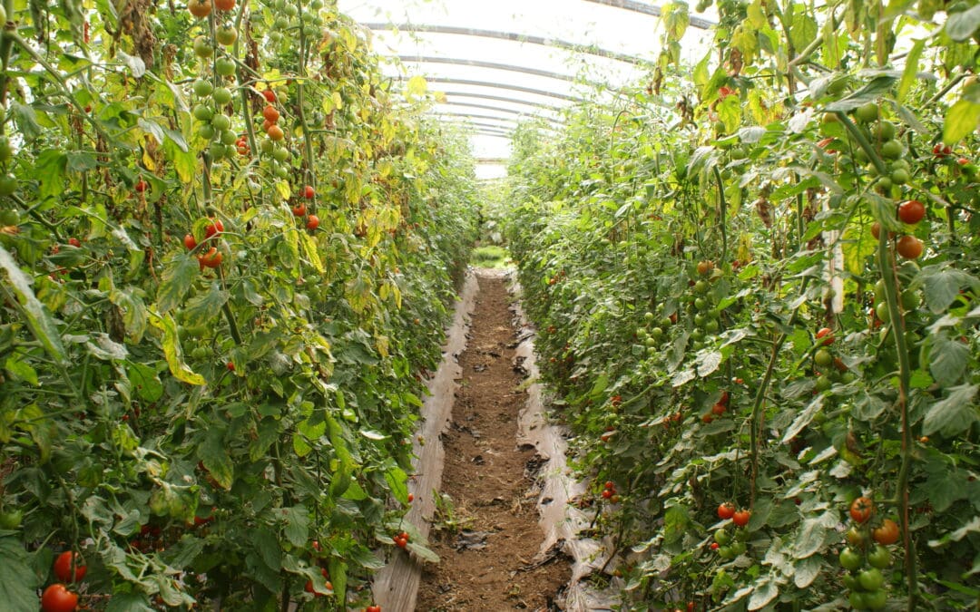 The Innovation Hub – Transferring Innovative Knowledge to Stakeholders