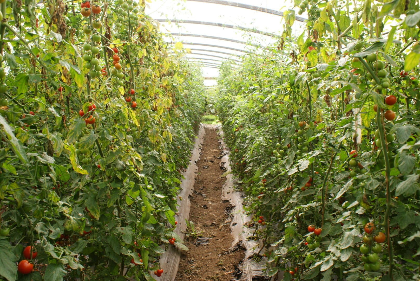 CAP Network Ireland Horticulture Pilot Innovation Hub