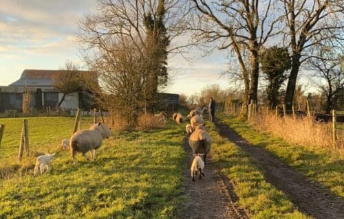 Year Two of the Sheep Improvement Scheme Opens to New Entrants