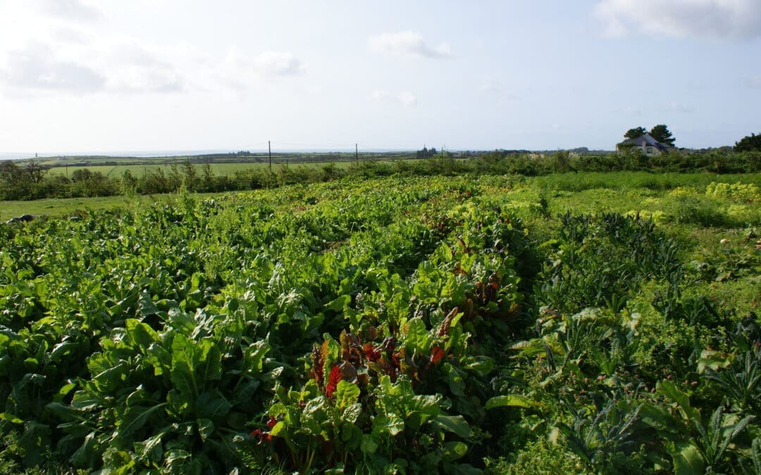 Horticulture Crisis Fund Payments Begin