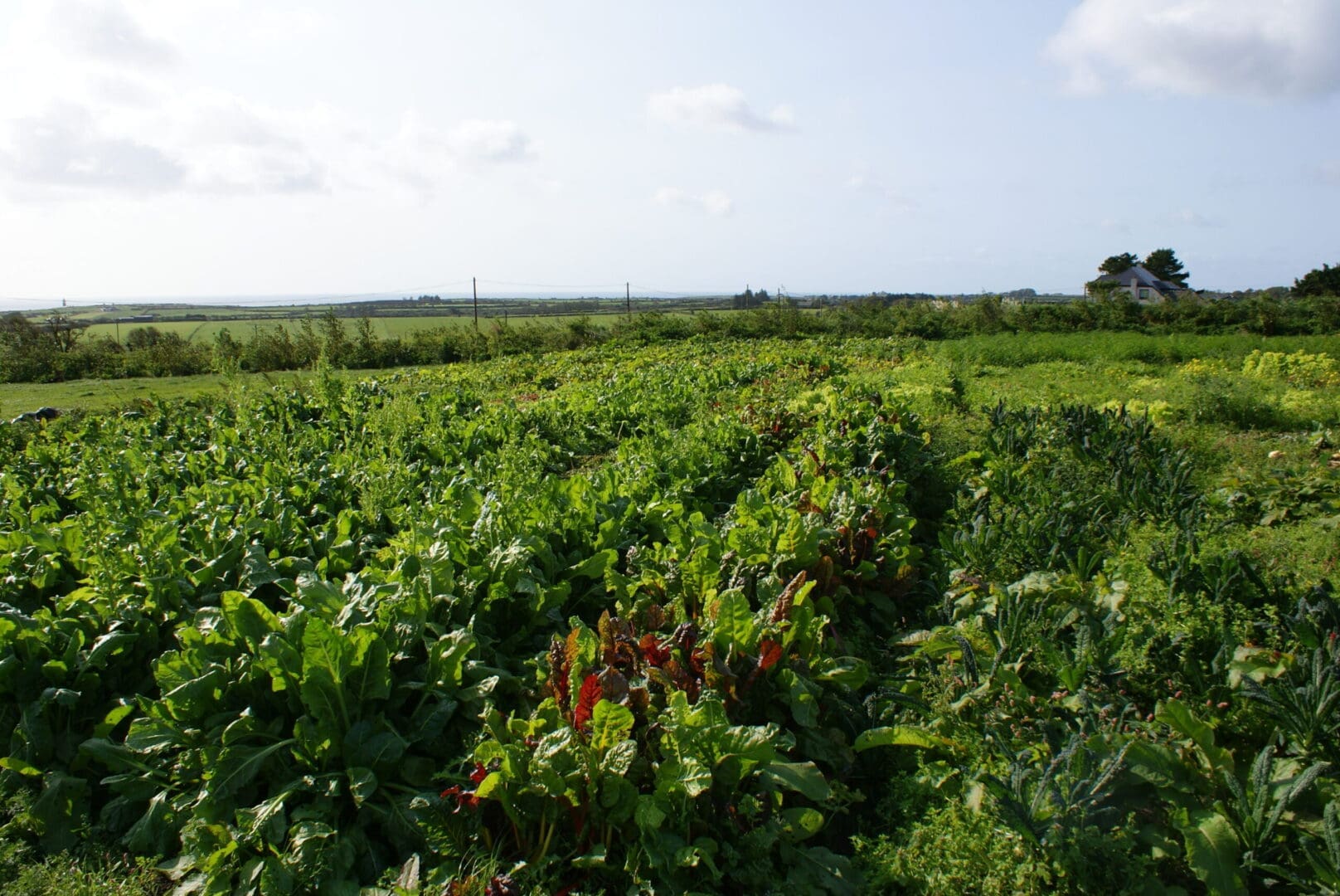 Horticulture Crisis Fund