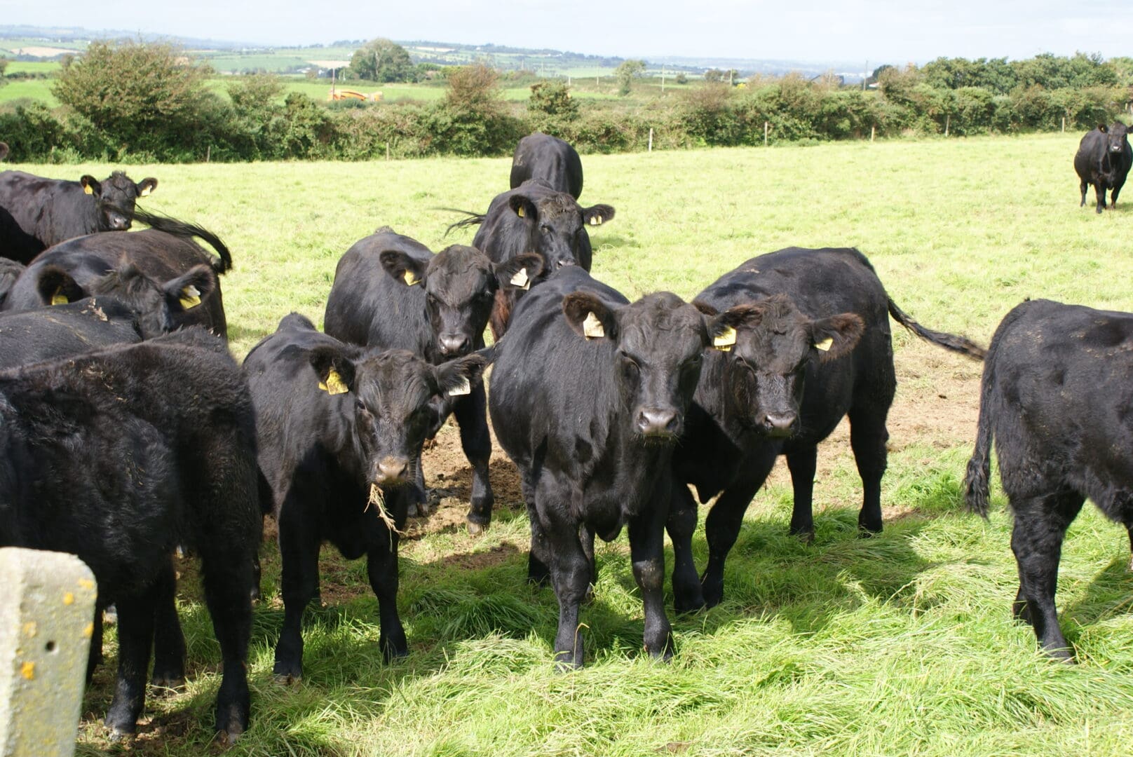 PGI For Irish Grass Fed Beef Nitrates Derogation Applications