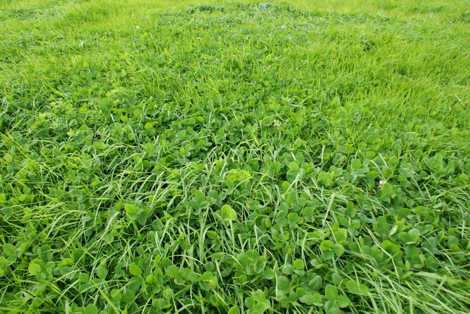 BISS Clinics In-Person Farmer Clinics