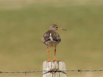 Irish Rural Link Led Consortium Awarded Breeding Waders EIP