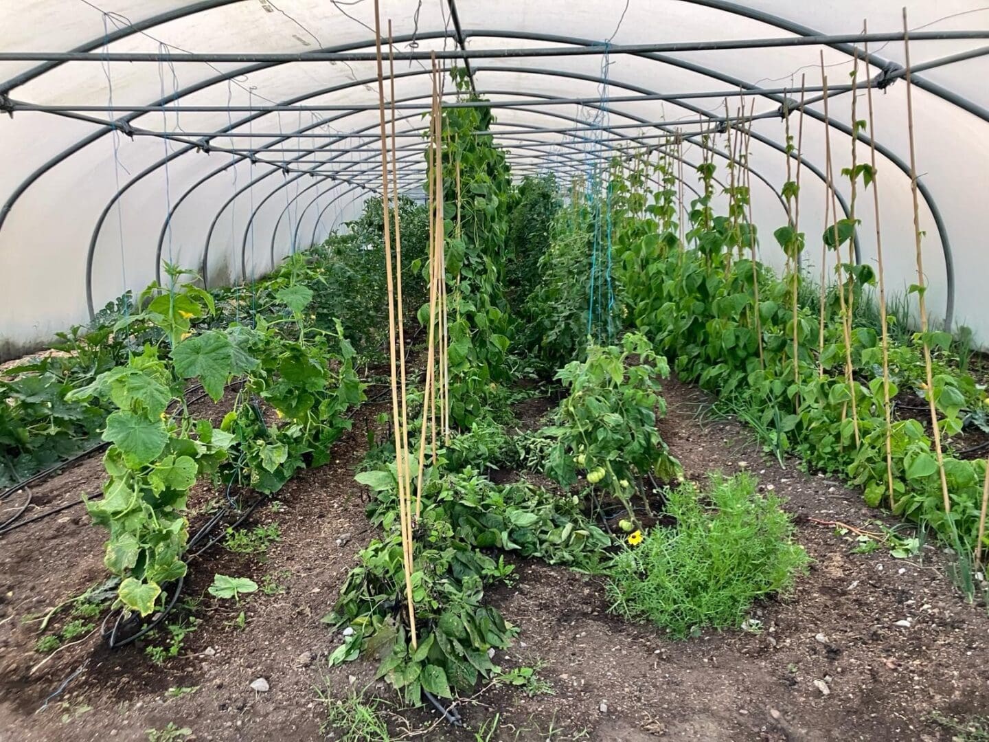 Máiréad Costin Polytunnel