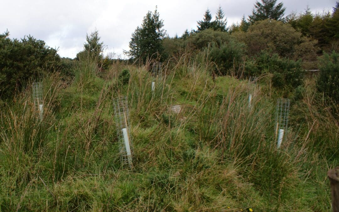 Ireland Pledges 5 Million Native Trees to EU Initiative