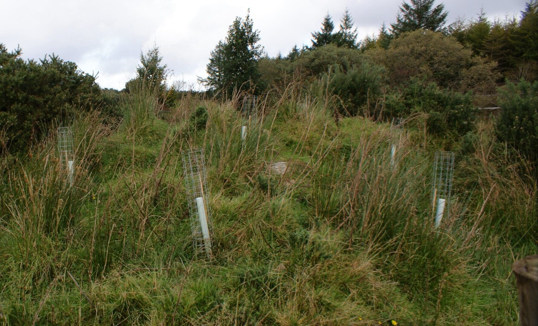 CAPN Website_Case Studies_Rory OReilly_Protected Tree Saplings.JPG Ireland Pledges 5 Million Native Trees to EU Initiative
