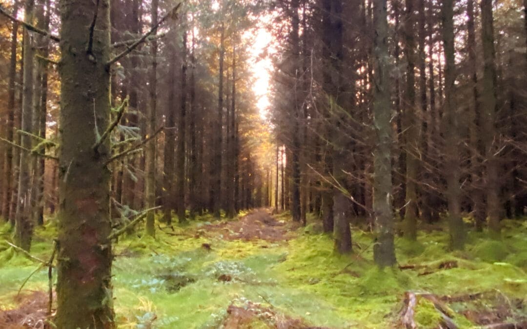 €2.2 million for Environmental and Timber Research Announced