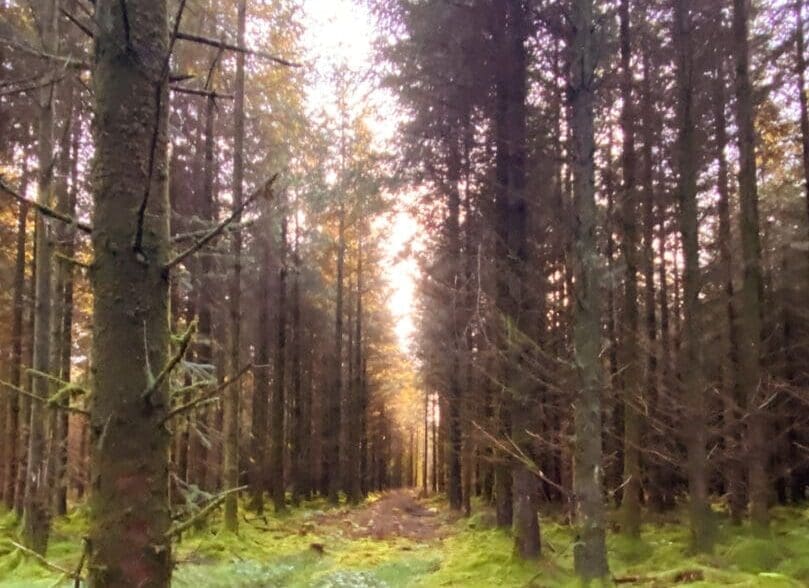 Environmental and Timber Research Announced