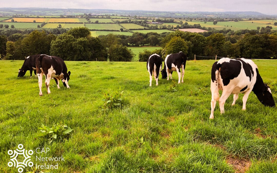 €25m Scheme to Strengthen the Dairy Beef Sector Announced