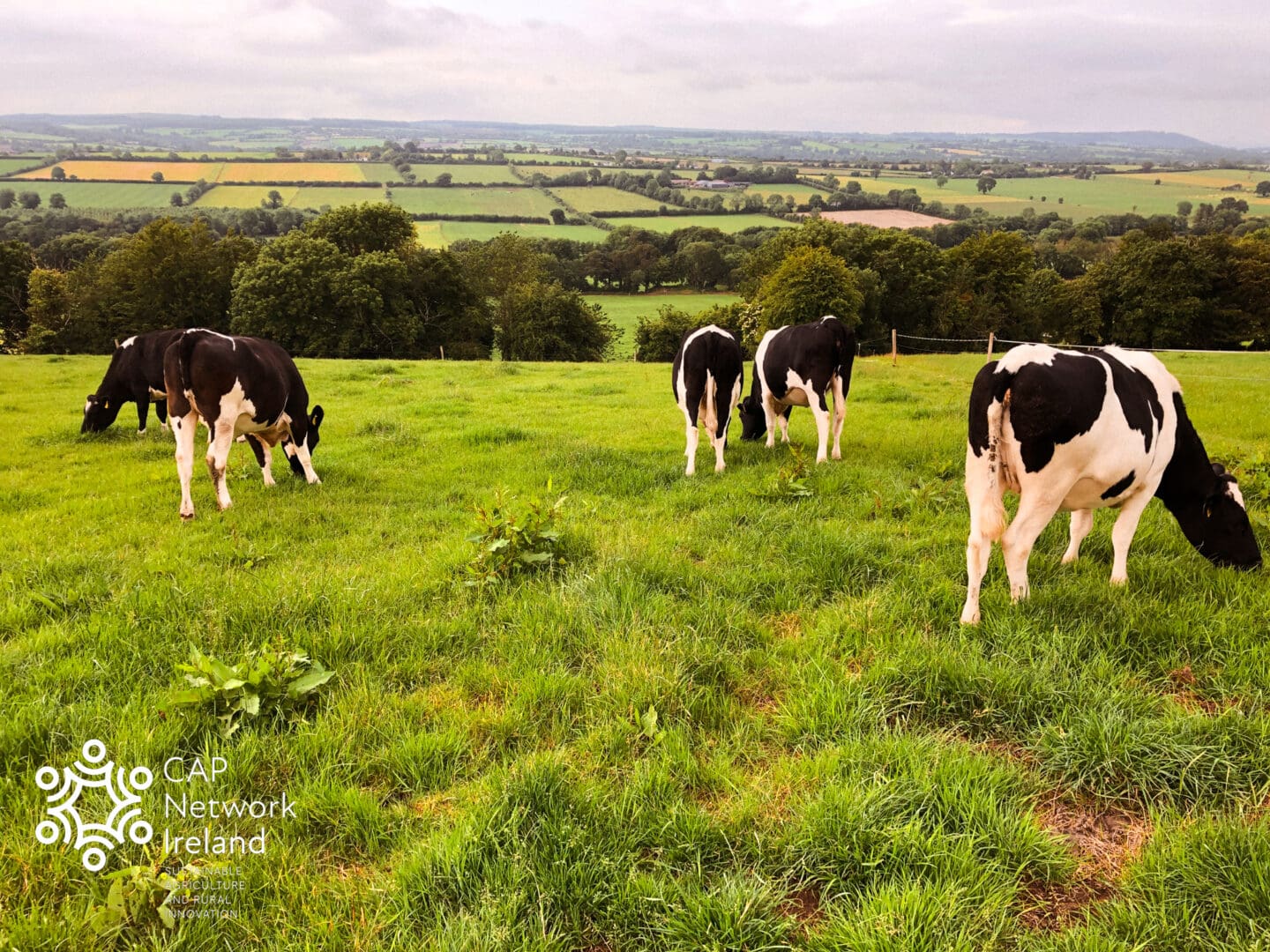 CAPNetworkIreland_DairyHeifersLandscape_Co.Cork Dairy Beef Sector