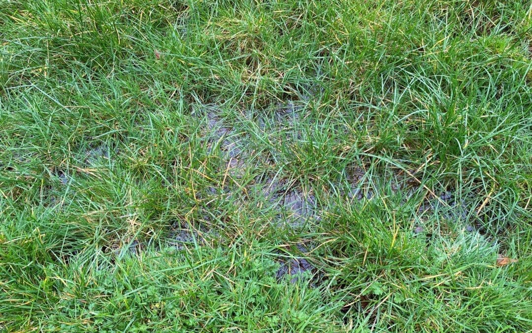 National Liming Programme Deadline Extended