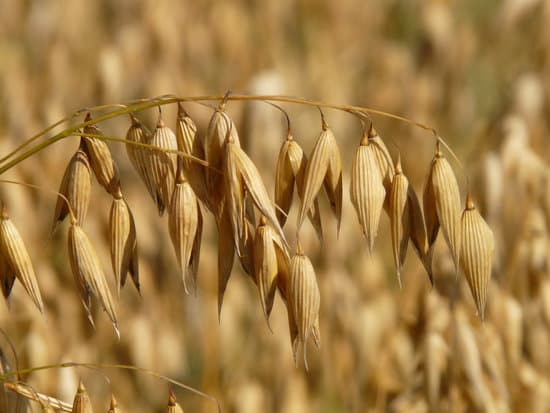 GAEC 7 Crop Diversification Exemption Announced for 2024