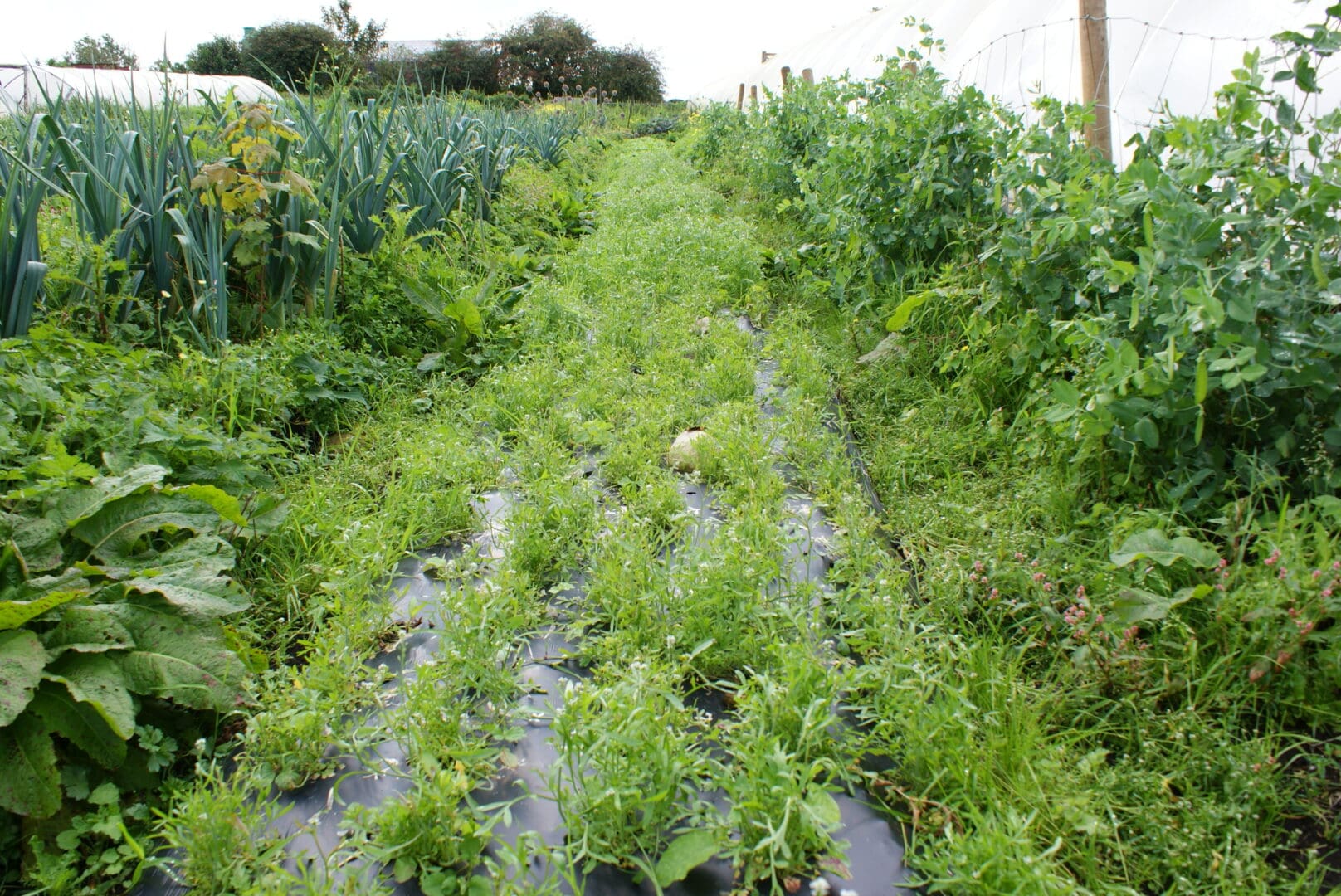 New Public Sector Food Procurement Rules Ensures 10% of Purchased Food is Organic