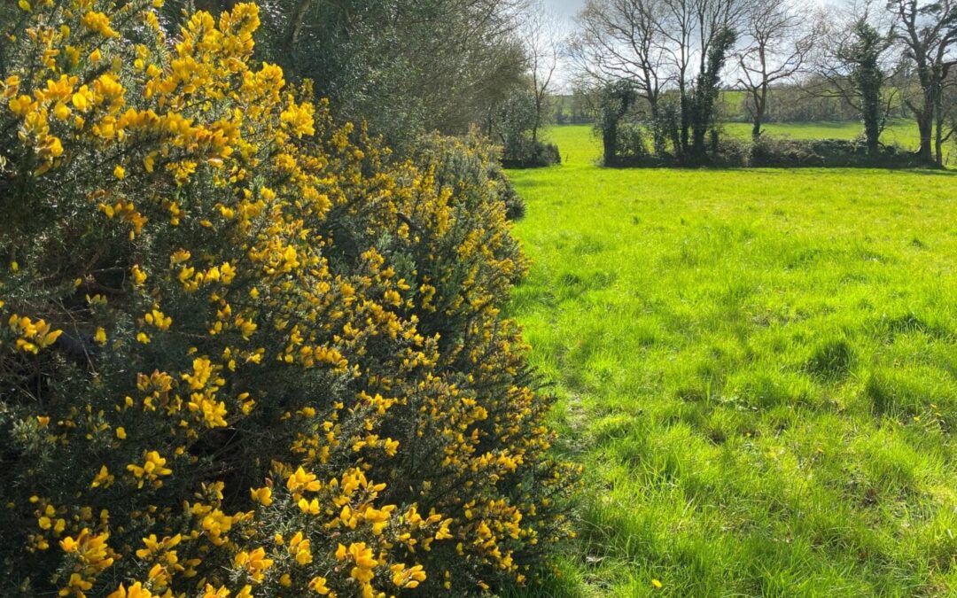 Celebrating Agri-Environment Scheme Farmers’ Contribution to Biodiversity