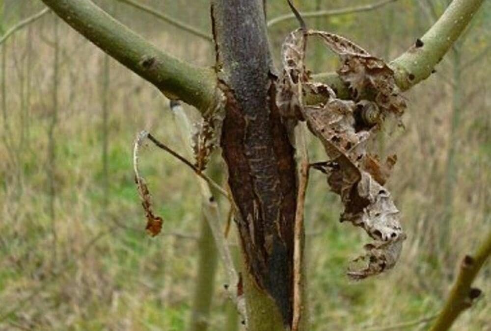€79m Allocated Under New Ash Dieback Action Plan