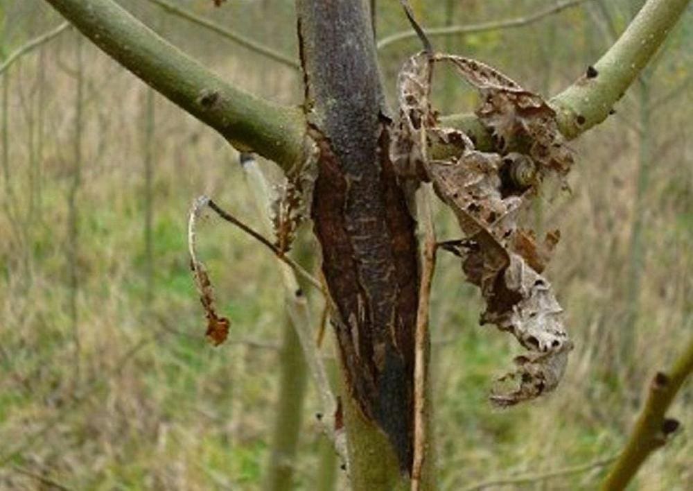 ashdieback.ie Ash Dieback Action Plan