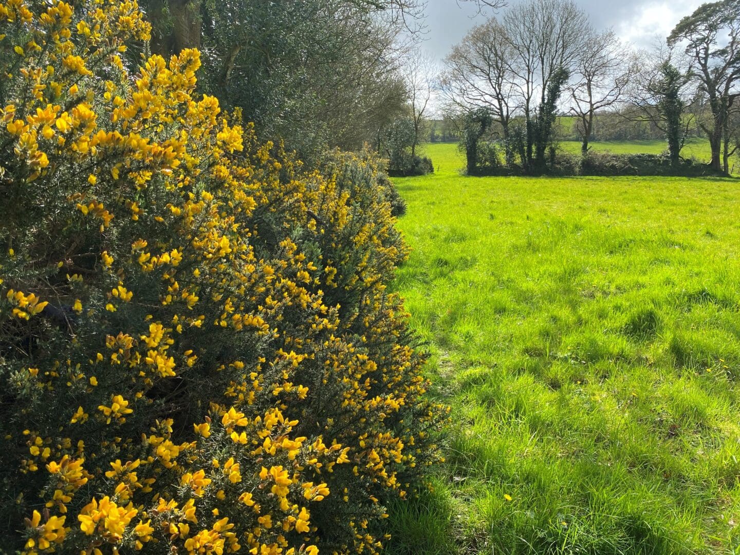 Gorse and field ACRES 2023 Balance Payments