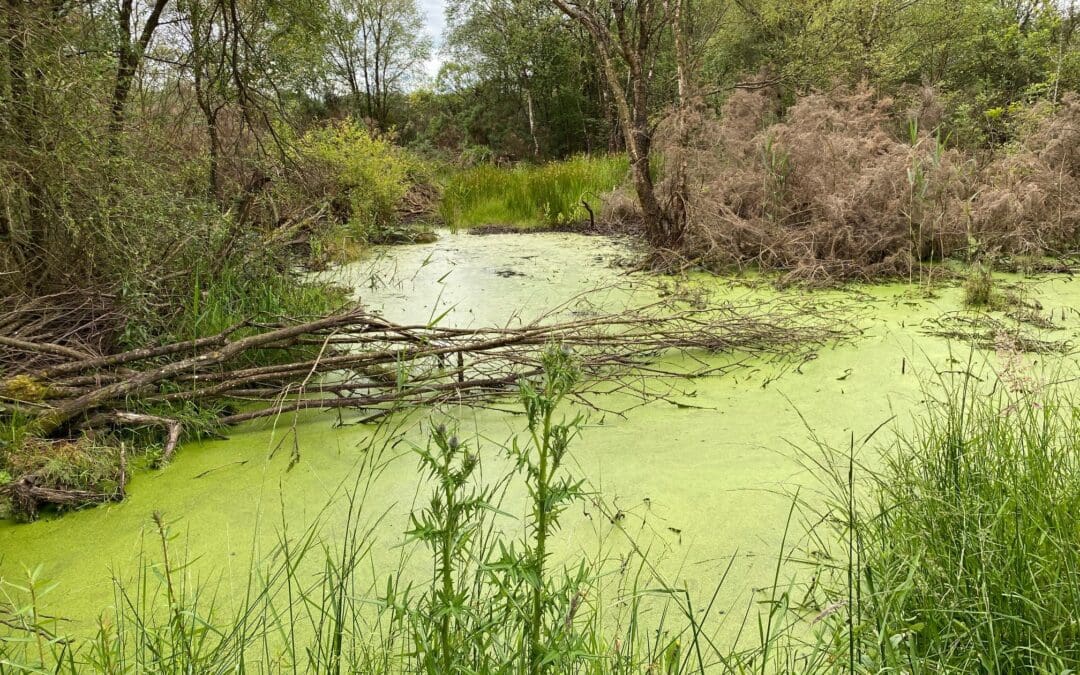 Nature Restoration Law Will Not Affect Irish Farmers