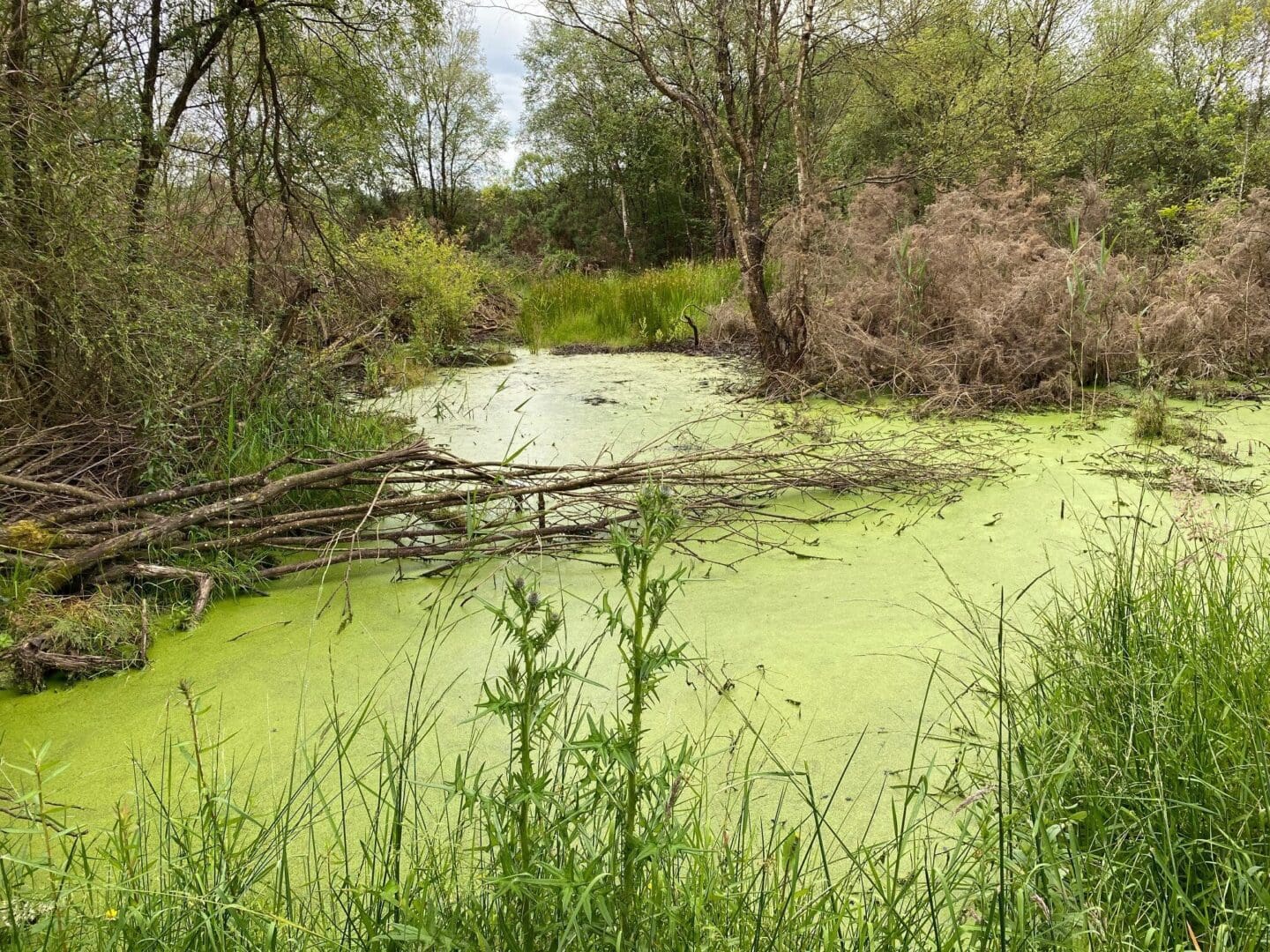 Rewetting Nature Restoration Law