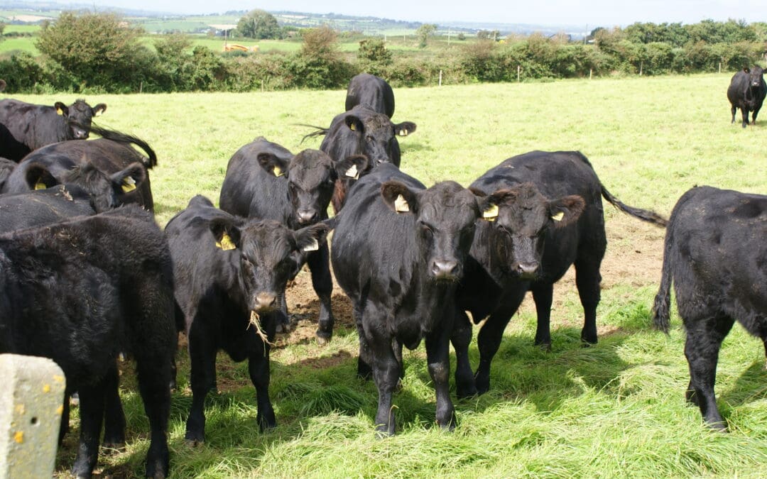 2024 Beef Welfare Scheme to open in early August
