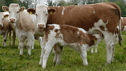 CAP Network Ireland Provides SCEP Training Support