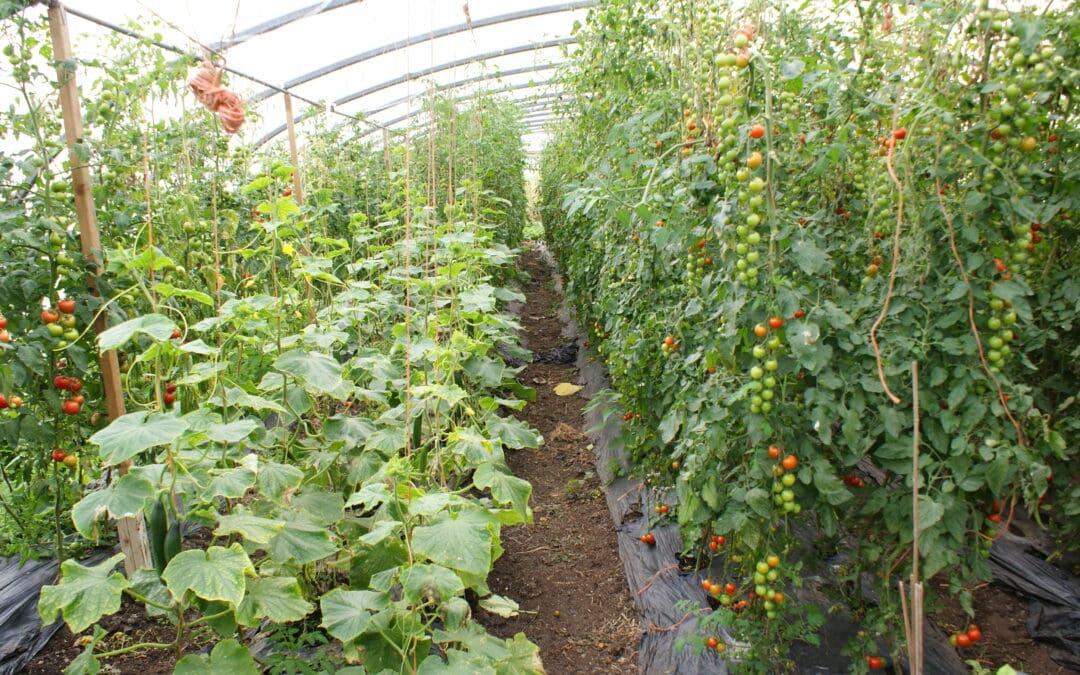 Schemes Introduced to Boost Innovation and Diversification in Horticulture
