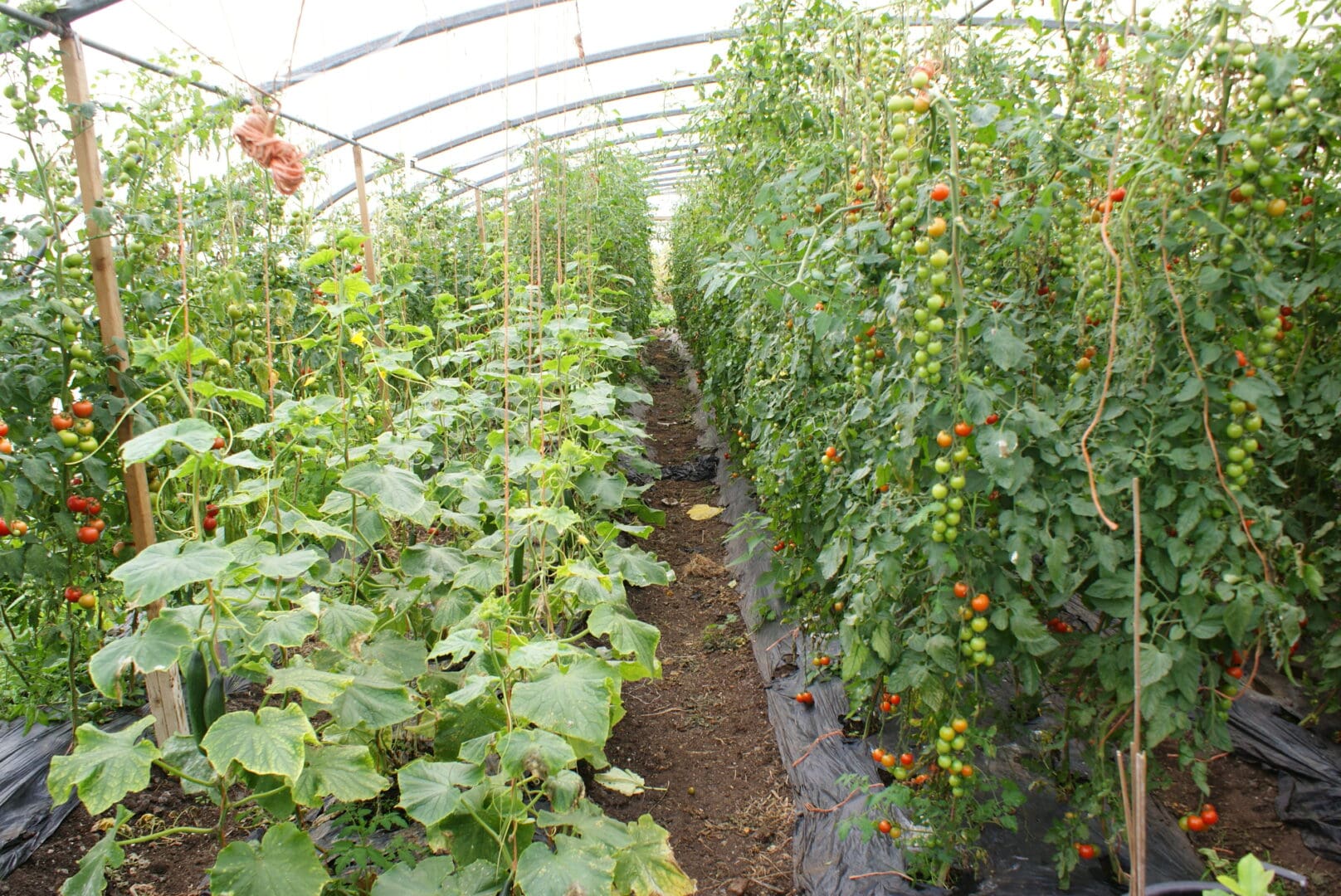 SONY DSC Horticultural Innovation and Diversification