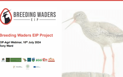 Breeding Waders EIP – Tips & Advice