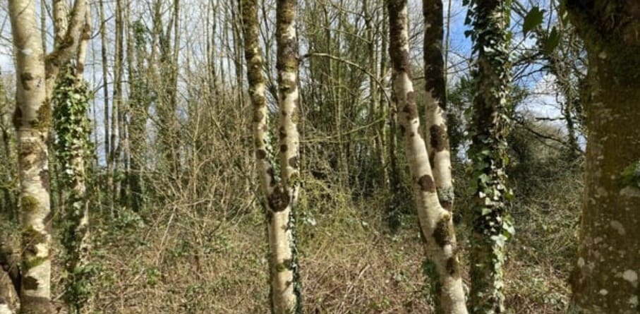 New Payment Scheme Opens for Ash Dieback Plantation Owners