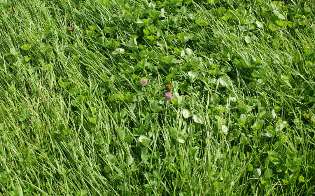 Sustainable Grassland Farmer of the Year Farm Walks