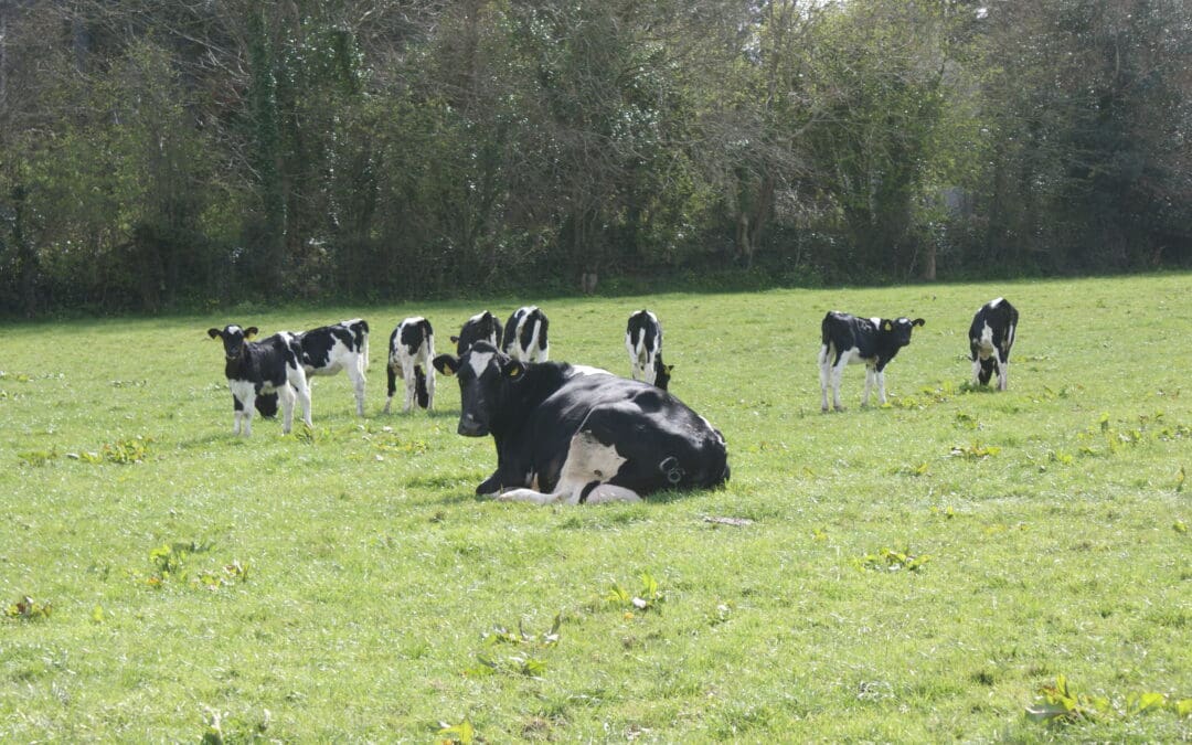 Bovine Genotyping Programme Has Re-opened