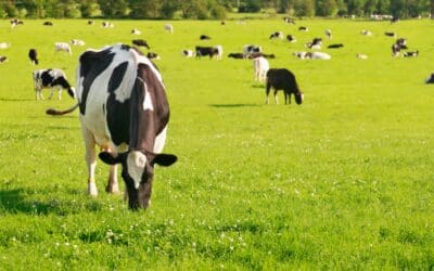 Brandon Bioscience: Maximising Nitrogen Use Efficiency